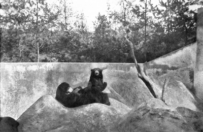 805439 Afbeelding van enkele beren in de Zeister Dierentuin (Woudenbergseweg 15) te Zeist.